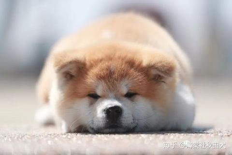 秋田犬 知乎