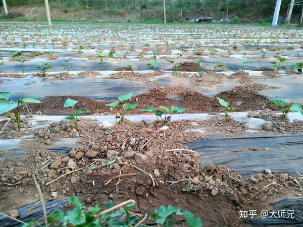 谈谈什么是十天干:戊己土 - 知乎