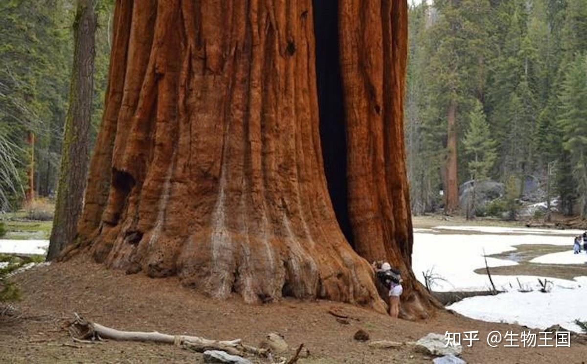 树中巨人:杏仁桉树