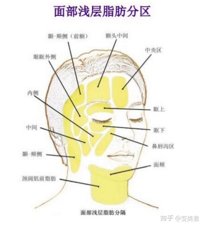 面部深层脂肪分布图图片