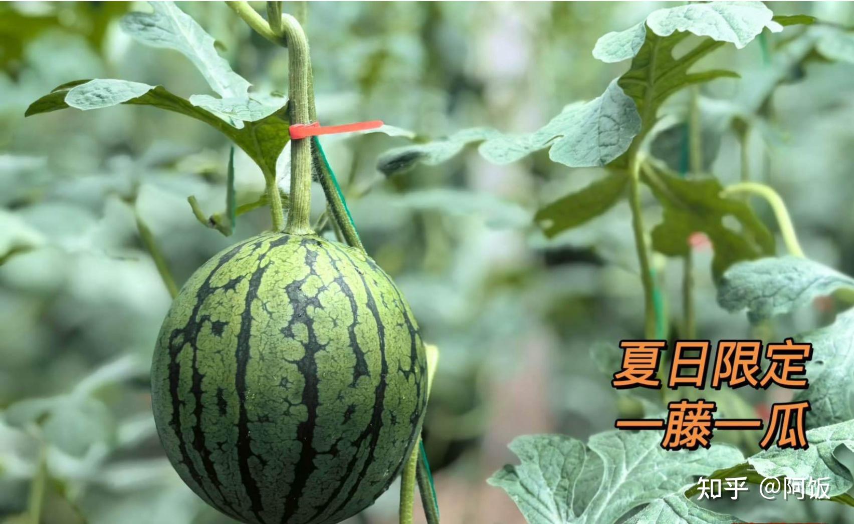 阿饭应季水果测评:北京大兴庞各庄西瓜(l600)