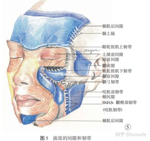 由外向內面部大致可分為:表皮及真皮--皮下淺層脂肪--表淺肌肉腱膜