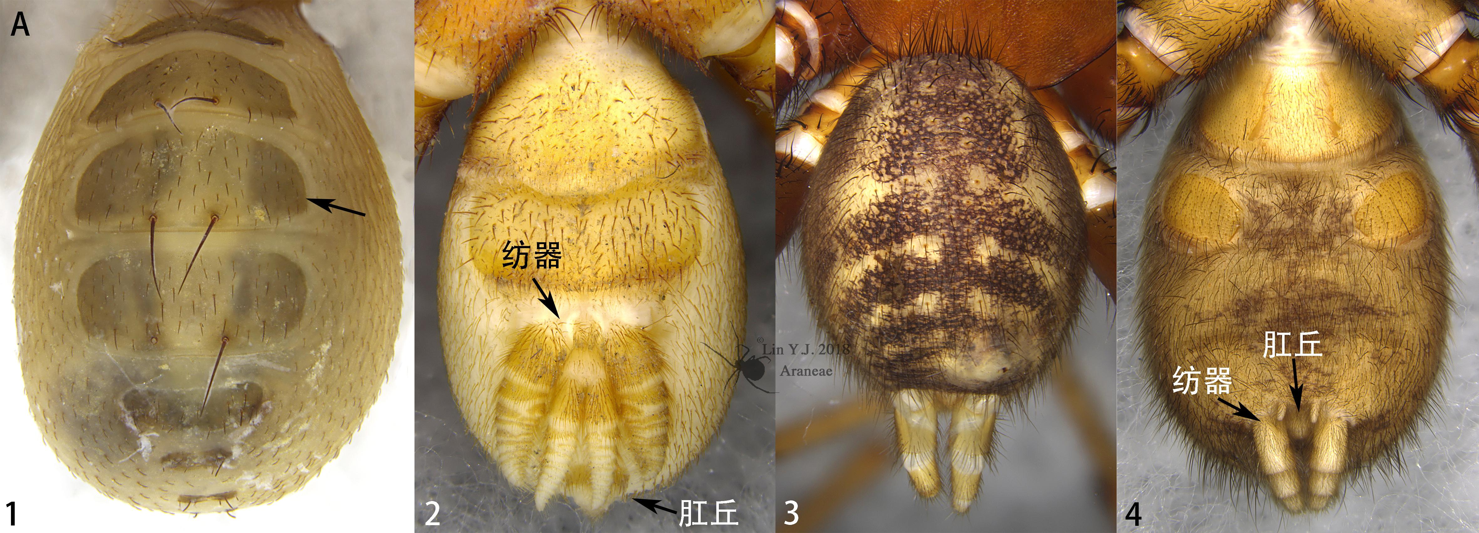 中国蜘蛛目araneae检索表