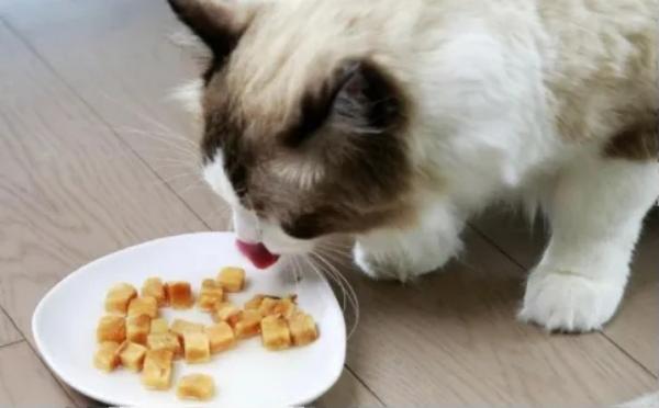 猫咪的饮食结构 - 知乎