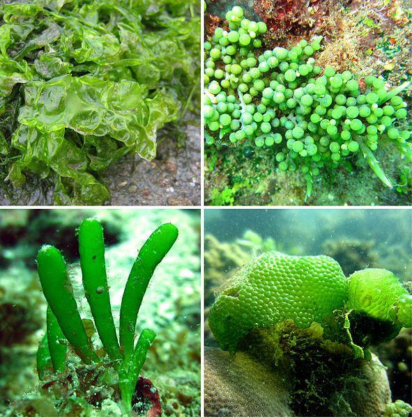 【地球生物全系列——从单细胞到人类】绿藻门—石莼纲 - 知乎