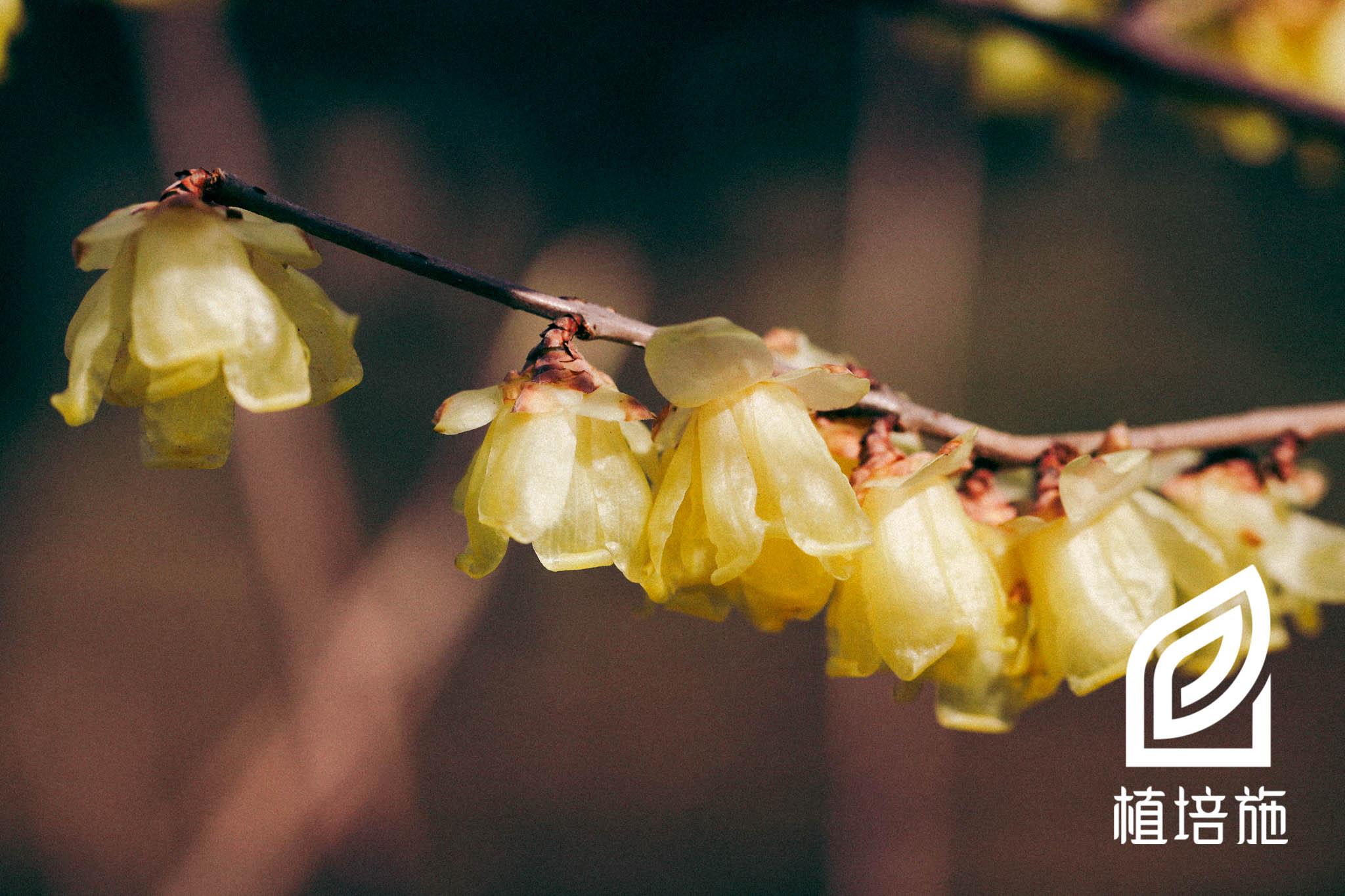 植培施 蜡梅chimonanthus Praecox 落叶灌木类栽培手册 知乎