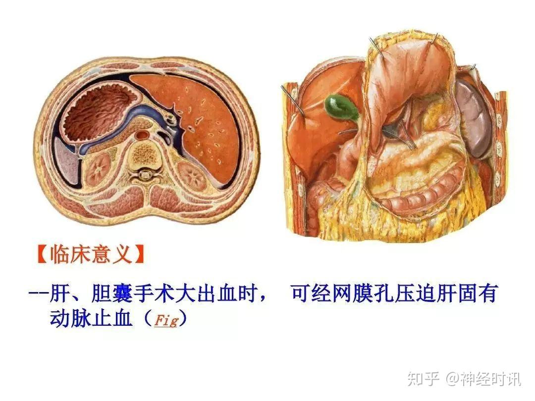 腹膜后隙的结构(2)-外科解剖学-医学