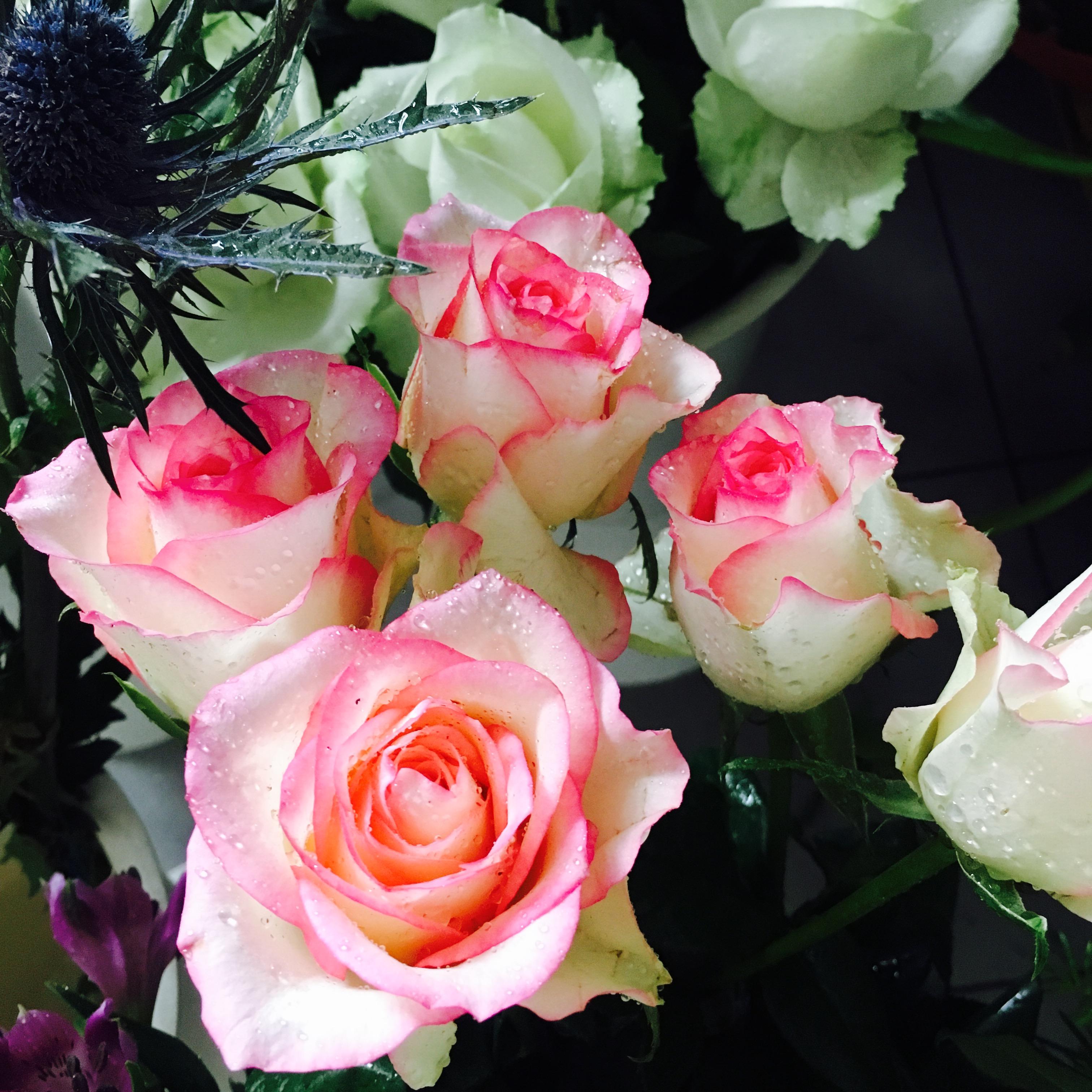 知识贴红袖玫瑰