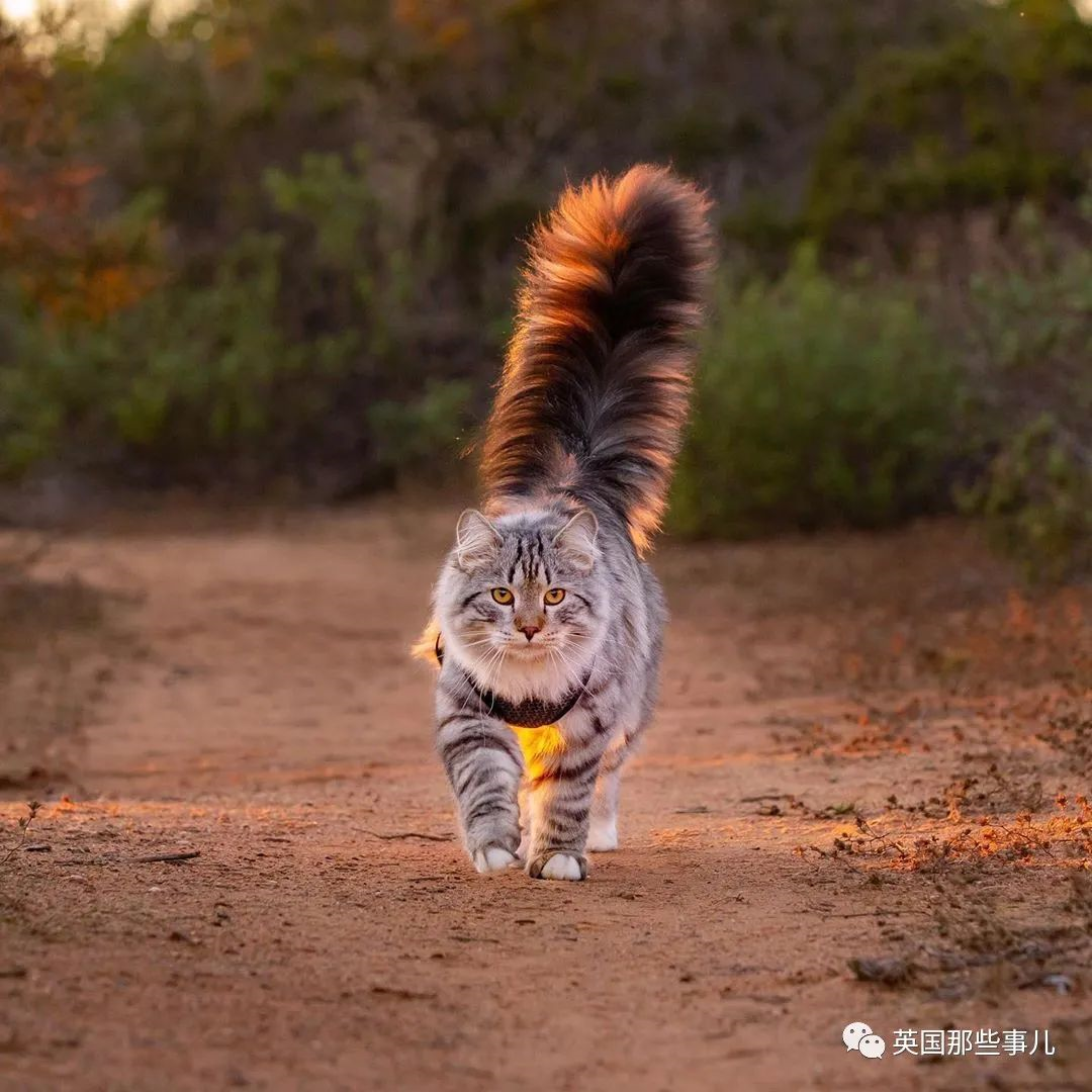 尾巴像松鼠的猫图片