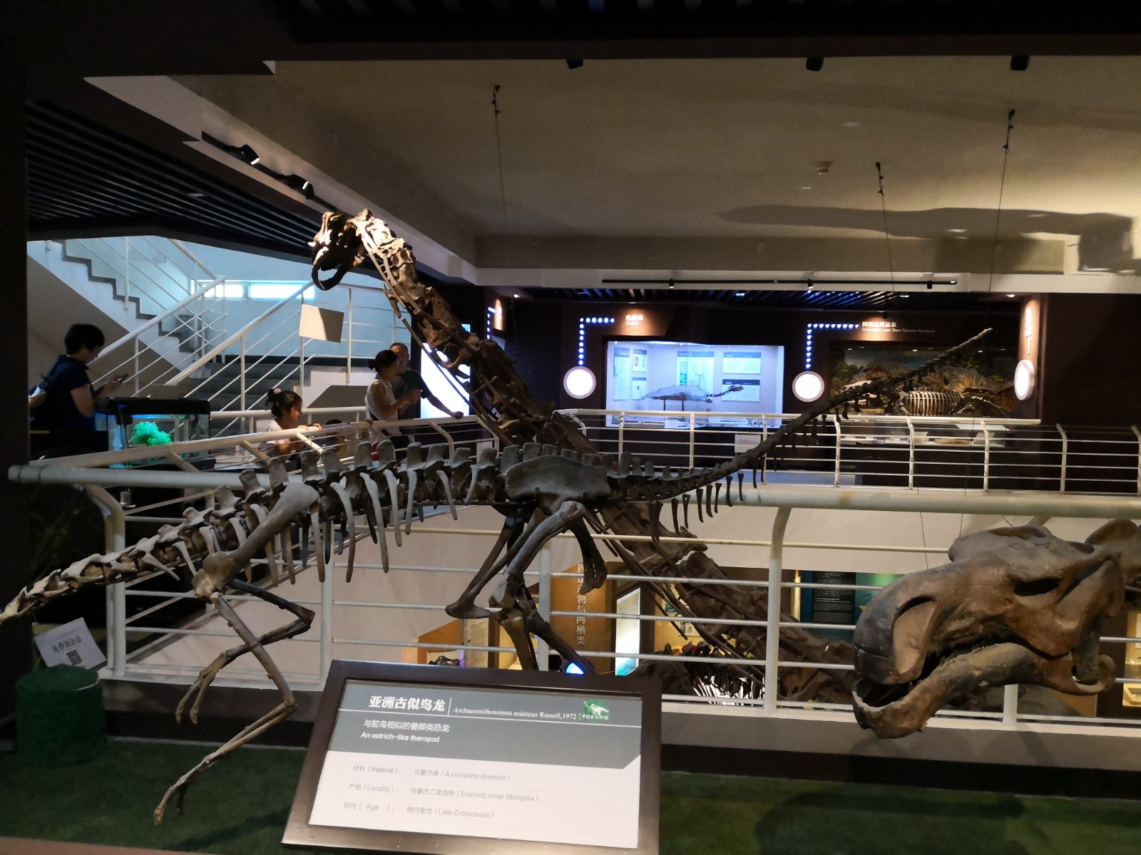 北京热门博物馆 中国古动物馆旅游攻略 低音号导游 - 知乎