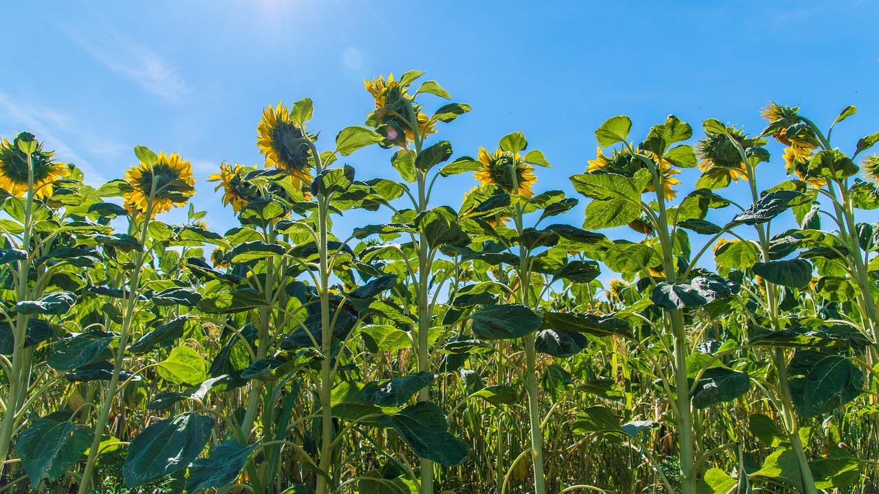 向日葵的奇妙叶子