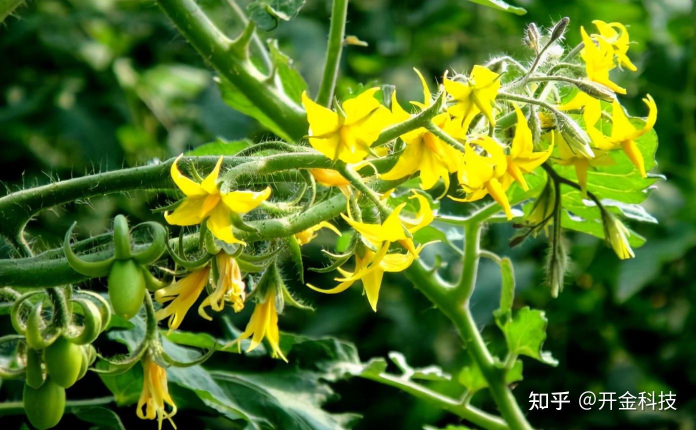 新奇水果 篇十九：上海本地精选夜开花（大家请注意，这不同于葫芦，也不是黄瓜）这是一种蔬菜_蔬菜_什么值得买