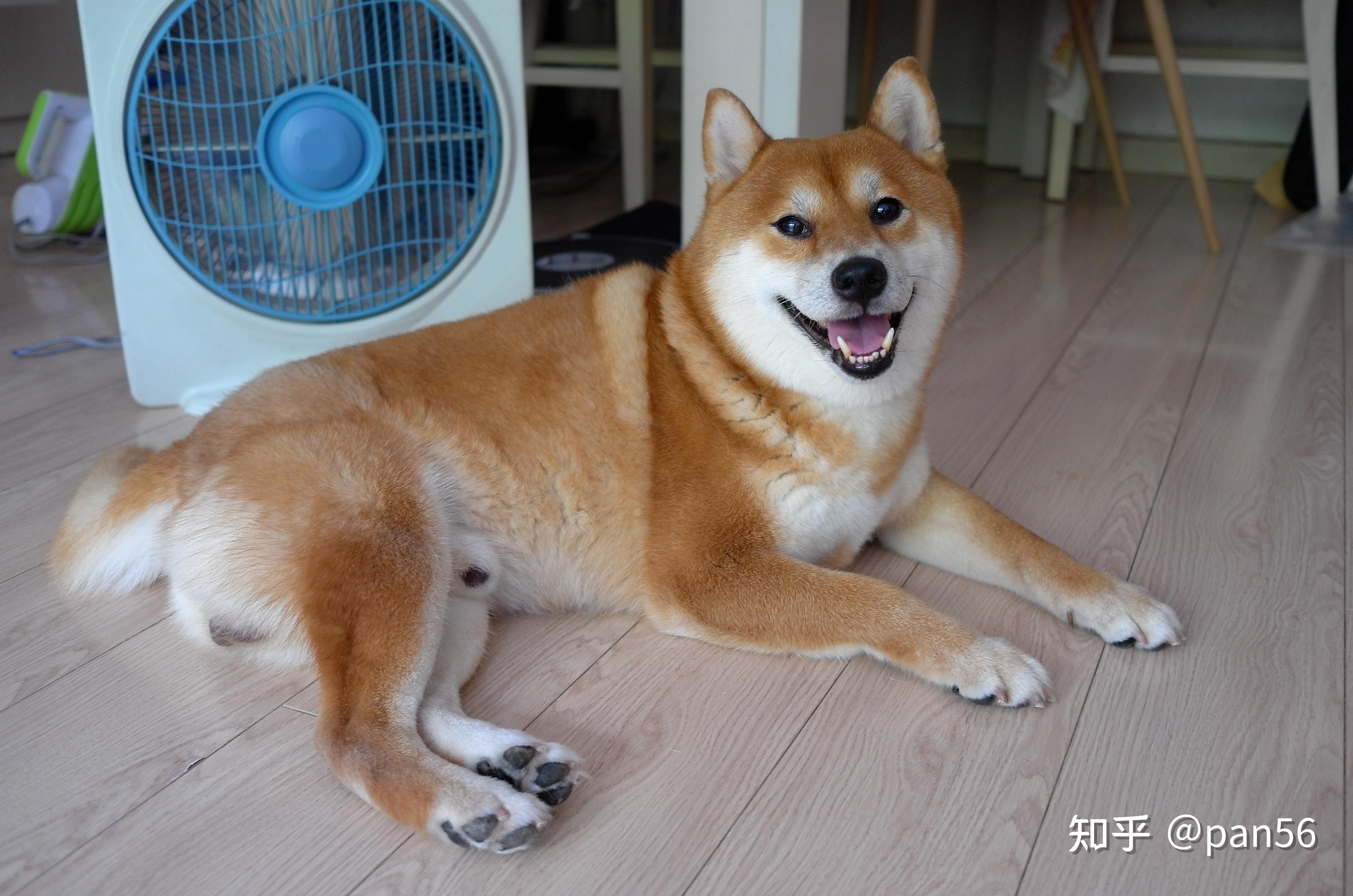 請各位大佬看看這隻柴犬的品相如何?