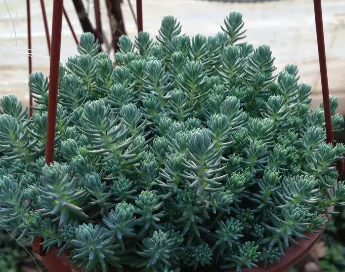 易花得木:多肉盆栽的耐寒力大比拼