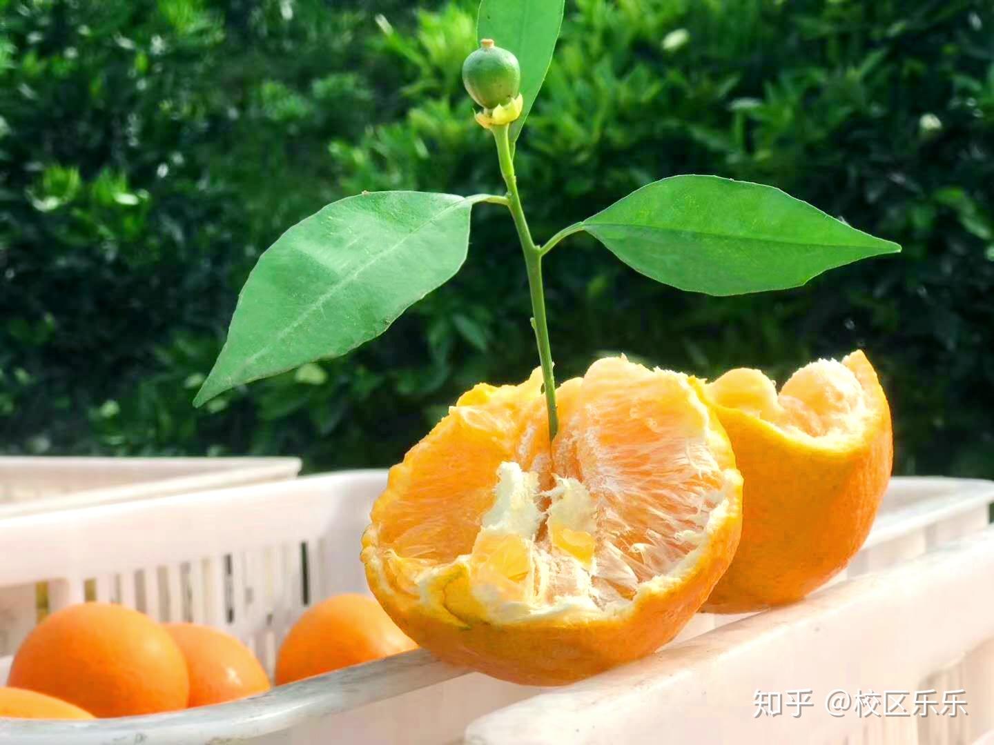 你了解秭归伦晚脐橙吗? - 知乎