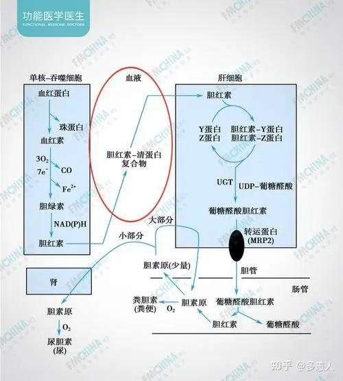 尿胆原尿胆红素图片