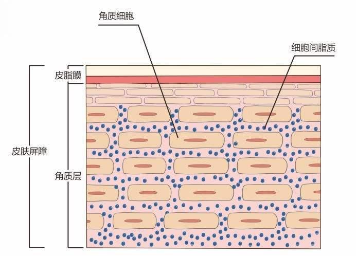 而角质层的修复主要以补充细胞间脂质为主,因为这货再生困难,又是zui