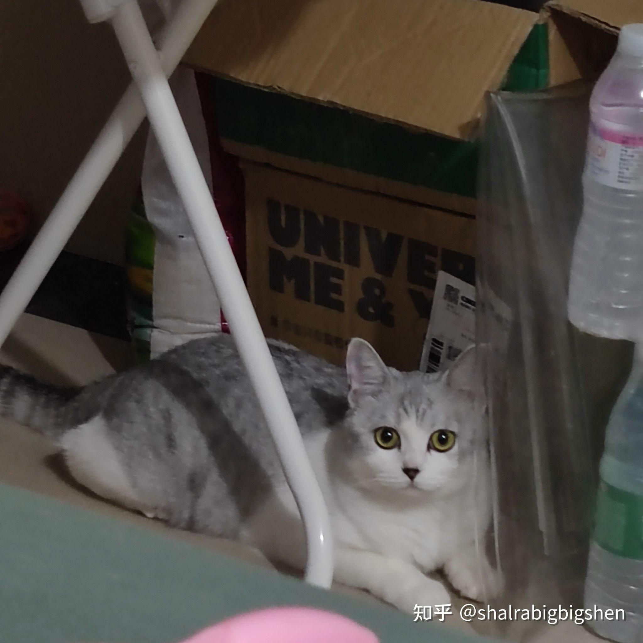 银渐层和狸花猫配出来是个什么样子?