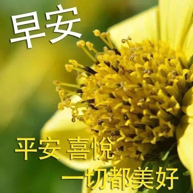 非常漂亮早上好祝福图片鲜花带字 11月份清晨早安问候短信