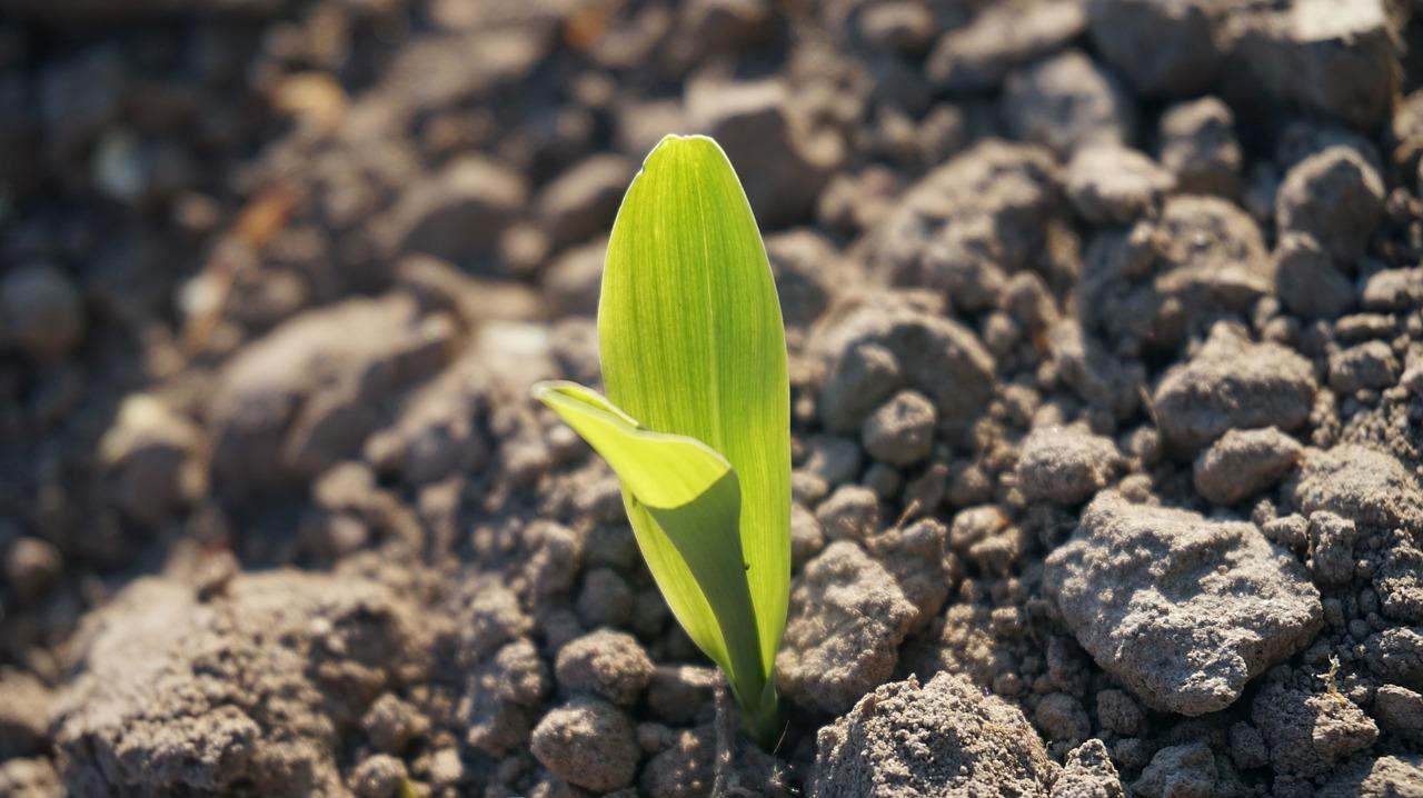 盛世春天为什么停工