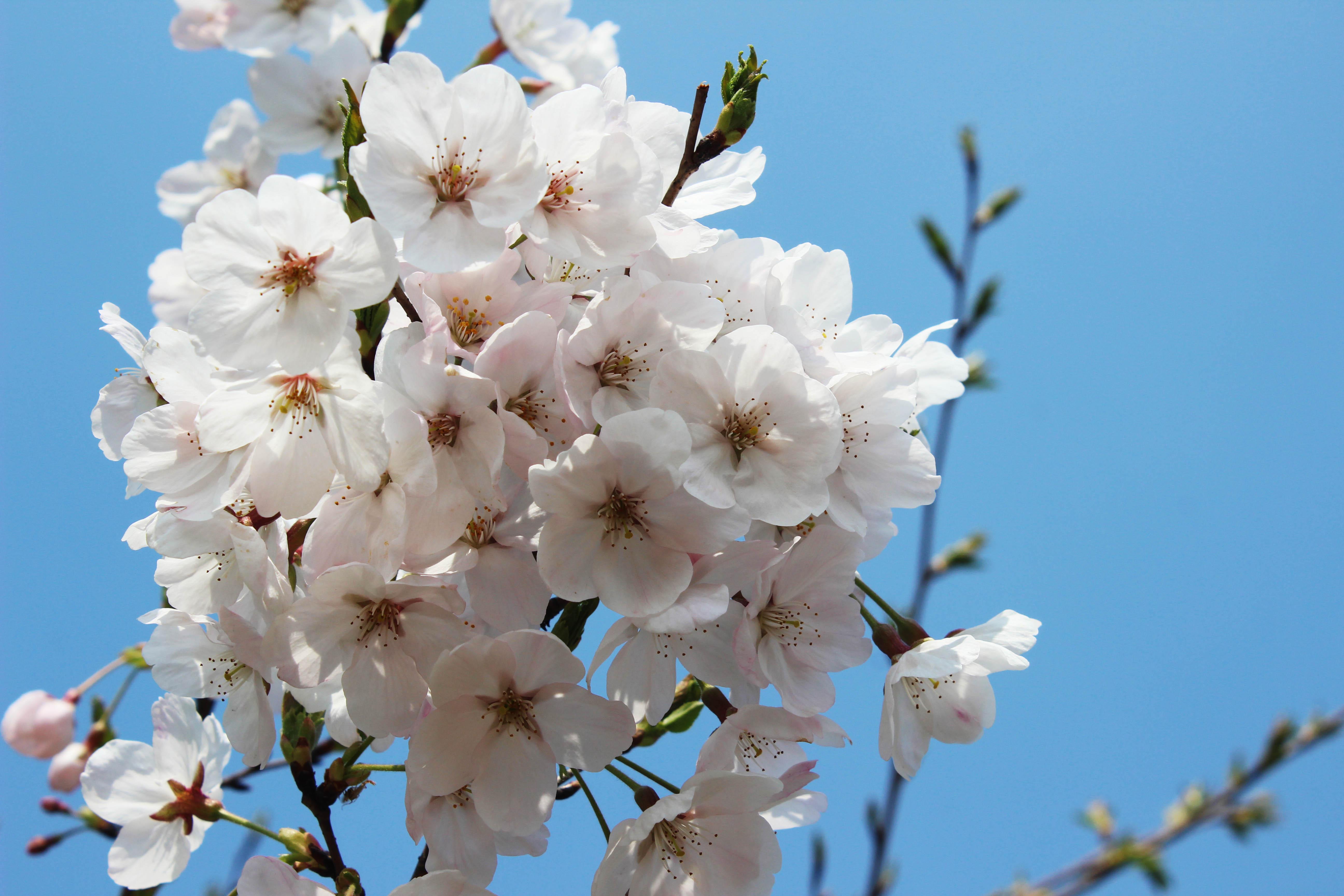 樱花灿烂时邀你一起来观赏