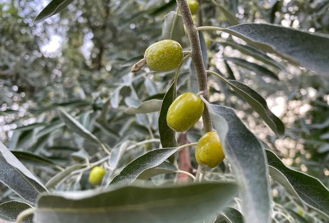 观生自然丨沙之枣棘 - 知乎