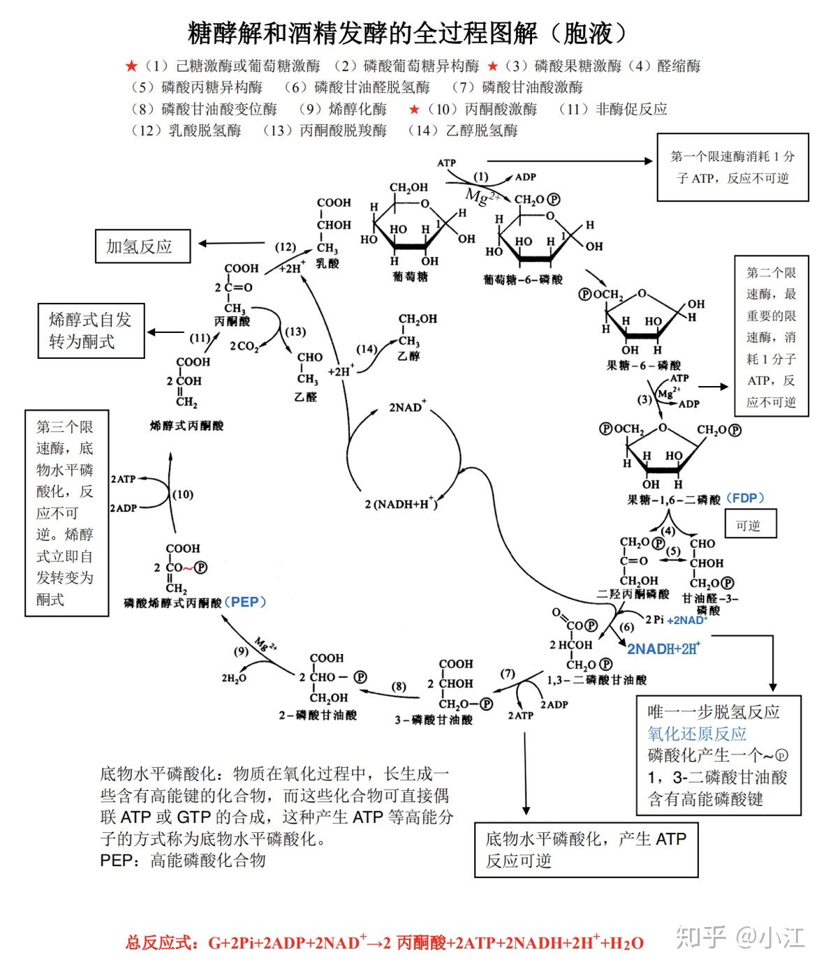 腺苷酸循环图片