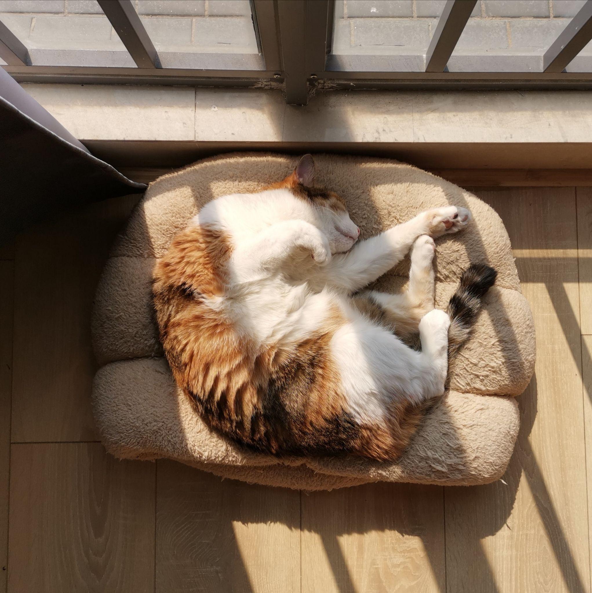 猫在家里找不到了怎么办