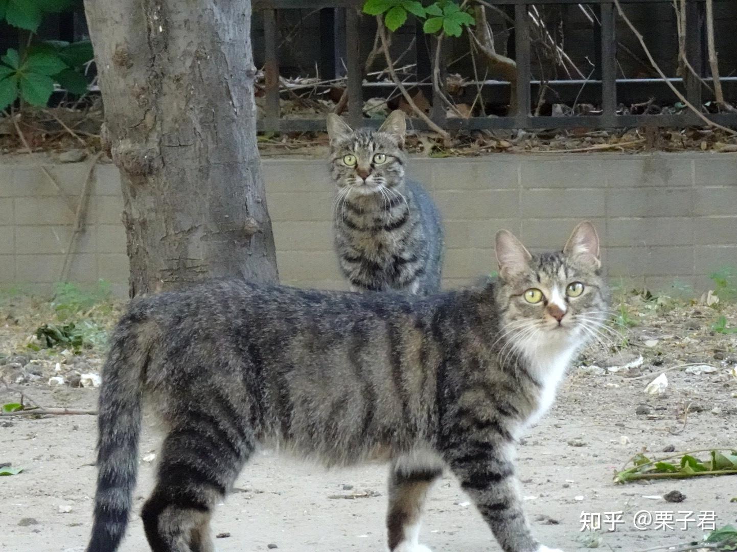 为什么狸花猫长得那么好看? - 知乎