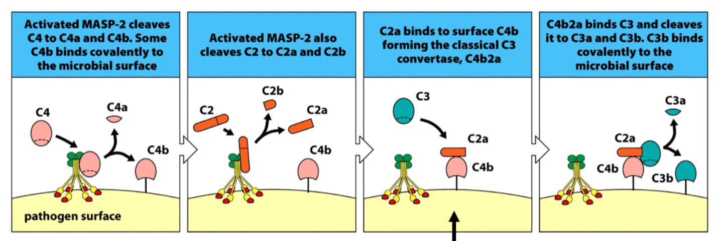 最后是经典通路,其激活方式和lectin通路类似,是由补体蛋白c1复合物