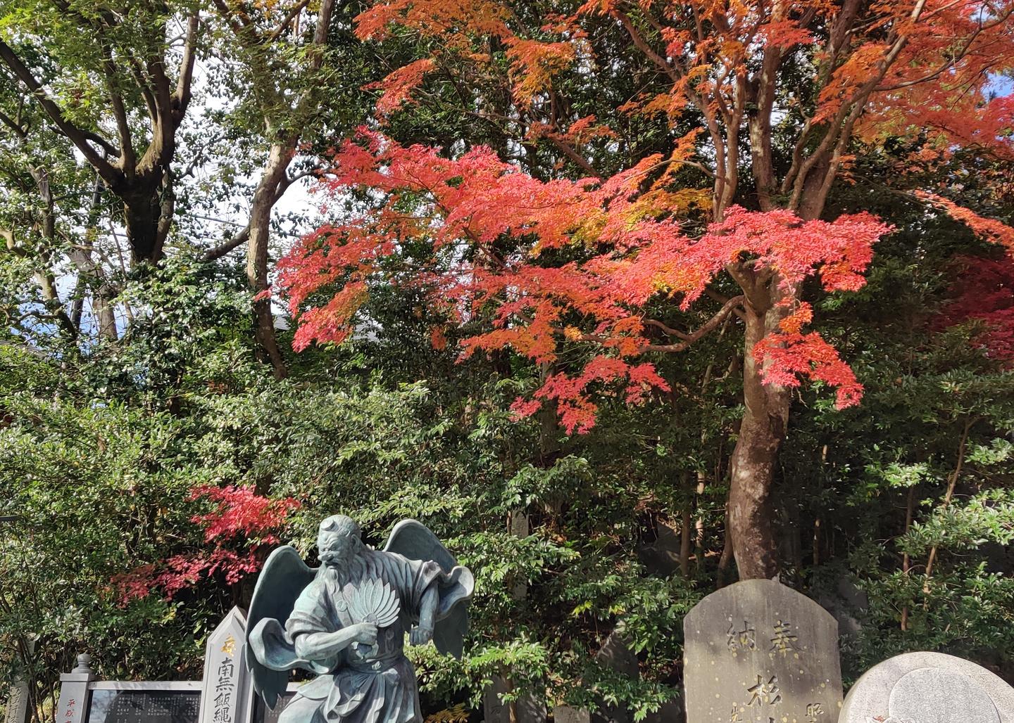 高尾山 红叶 知乎