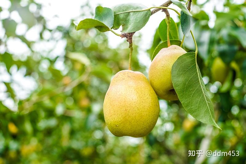 秋冬季多吃梨,真的可以治疗咳嗽吗? - 知乎