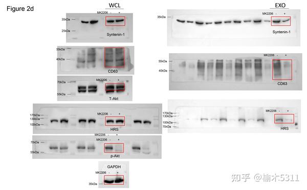 Western blot,真的要求整膜带marker吗? - 知乎