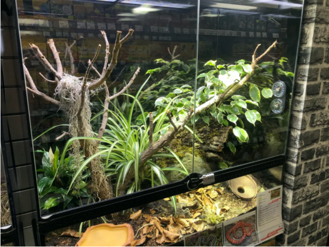 生态缸造景把德国爬行馆搬回家需要几步4步