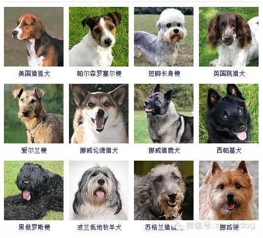 178种狗狗,你认识多少? - 知乎