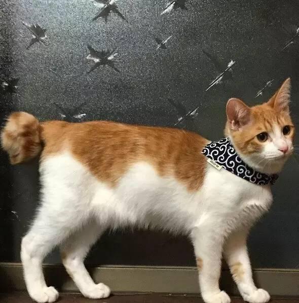 为什么这只猫的尾巴是个卷