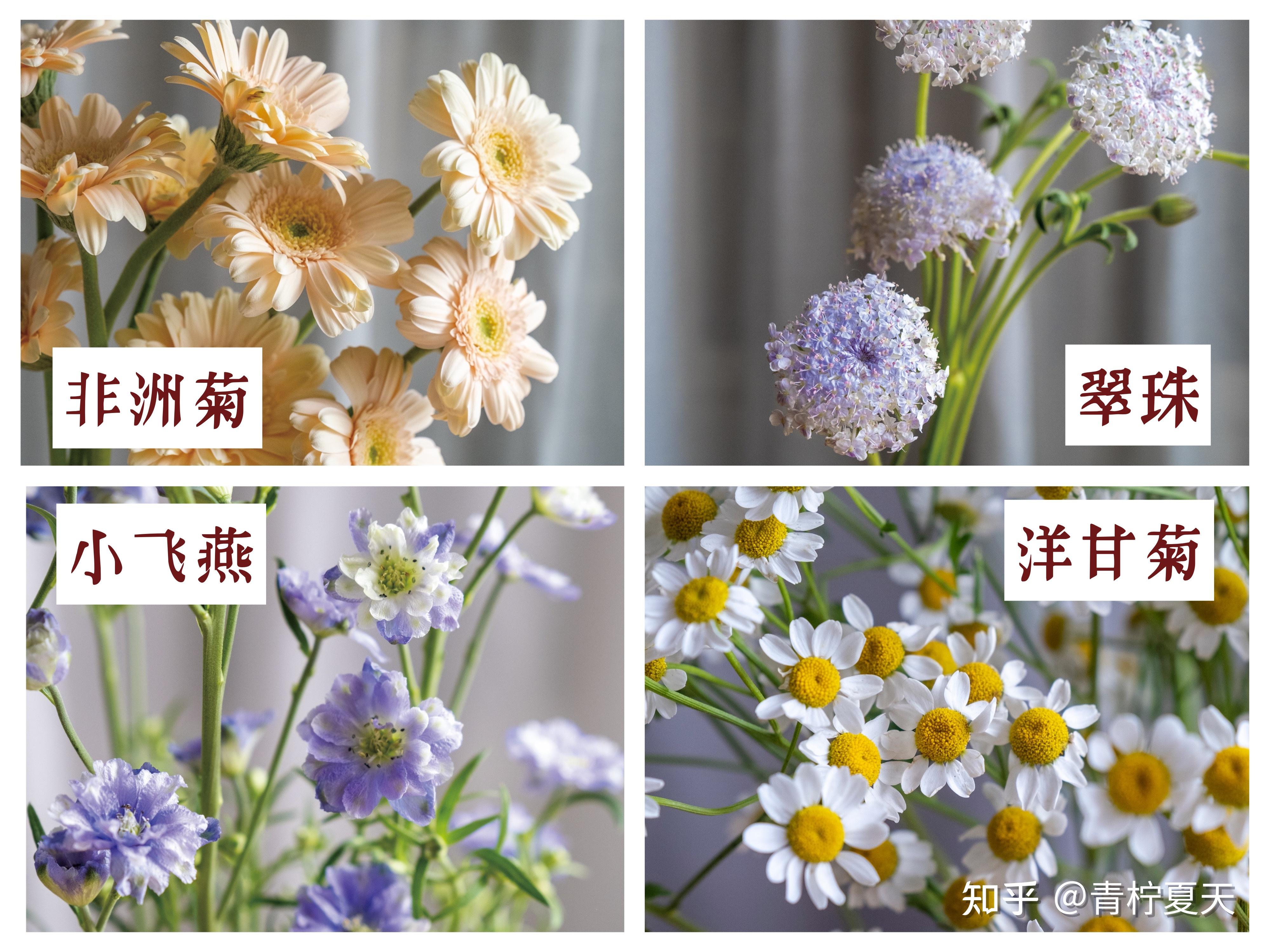 常见插花花材130种图片