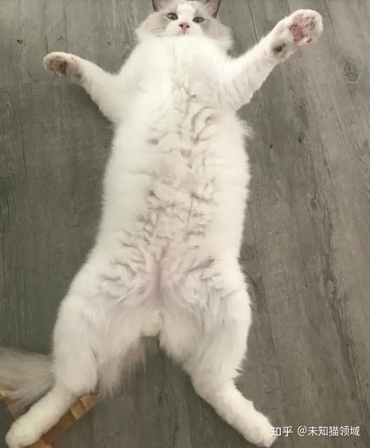 公猫和母猫,哪一个性格更好?看完这些对比你就明白了 - 知乎