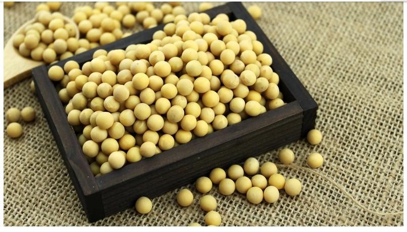 邯郸哪里有批发黄豆的?