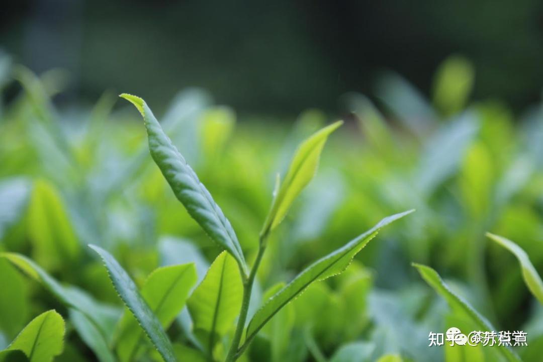 茶学专业课相关名词解释汇总 - 知乎