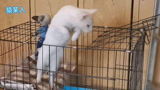 猛虎出笼记