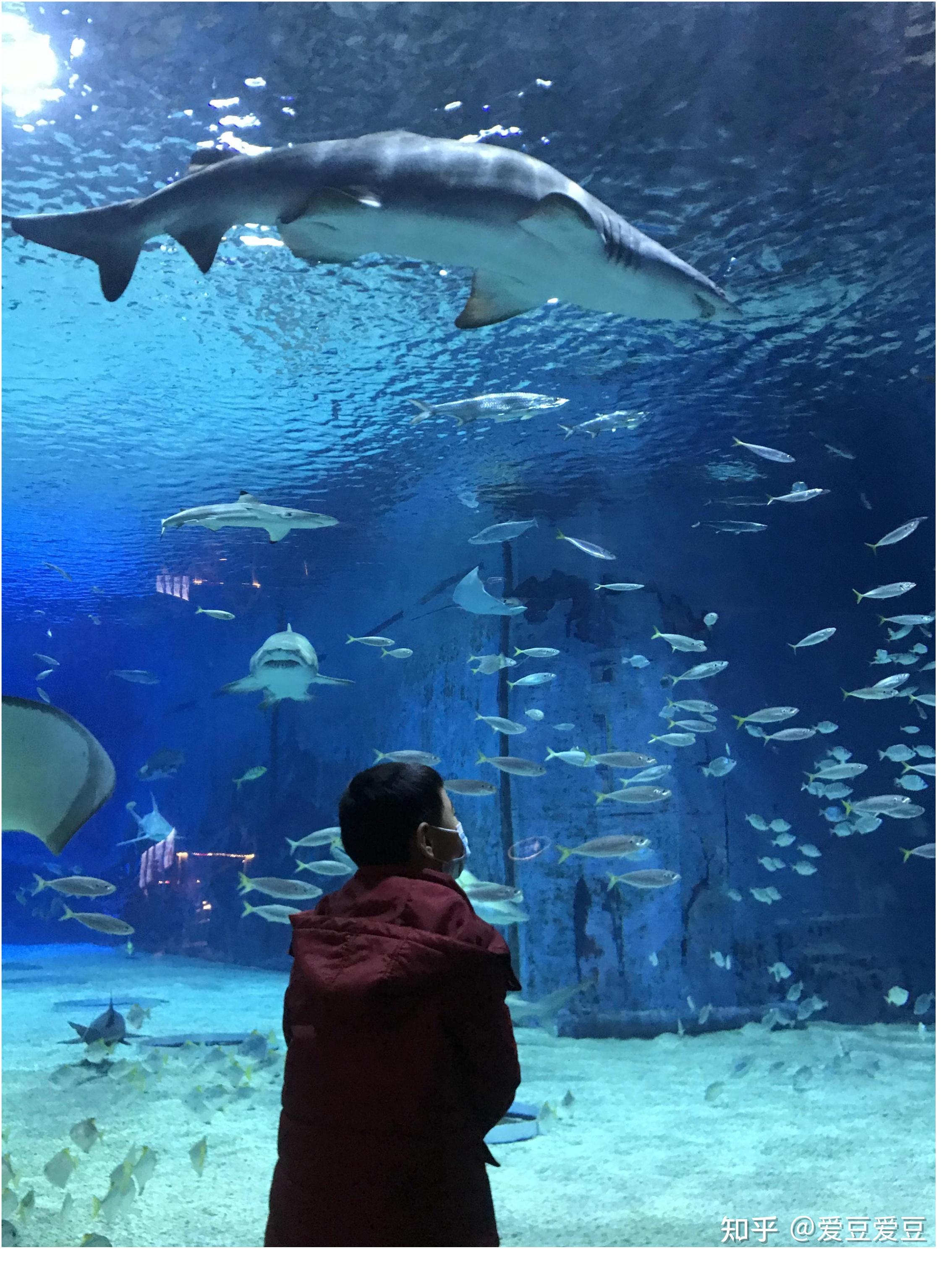 易往无前飞驰人生,打卡北京海洋馆