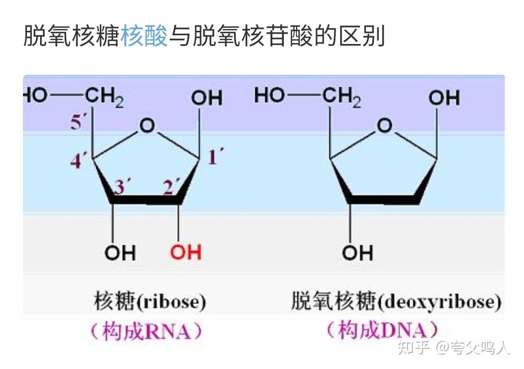脱氧核糖与核糖为什么是单糖?那他们又与核酸是什么关系?