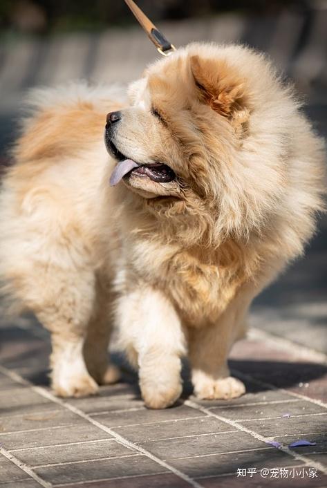 为什么养“松狮犬”的人少?长得可爱,也敌不过这些问题 - 知乎