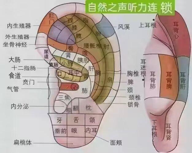 一学就会的耳部按摩法第一揉耳垂健脑养颜第二按压耳朵养五脏第三揉