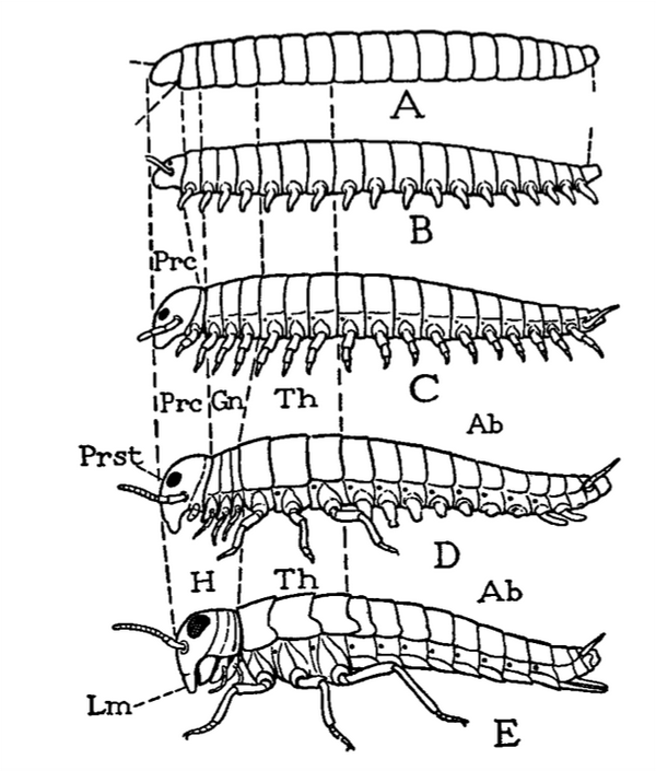 地球演义 六足传奇3 穿隅过隙 知乎