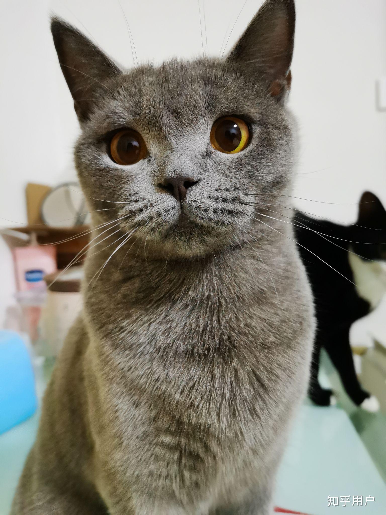 英短蓝猫脸超尖怎么破