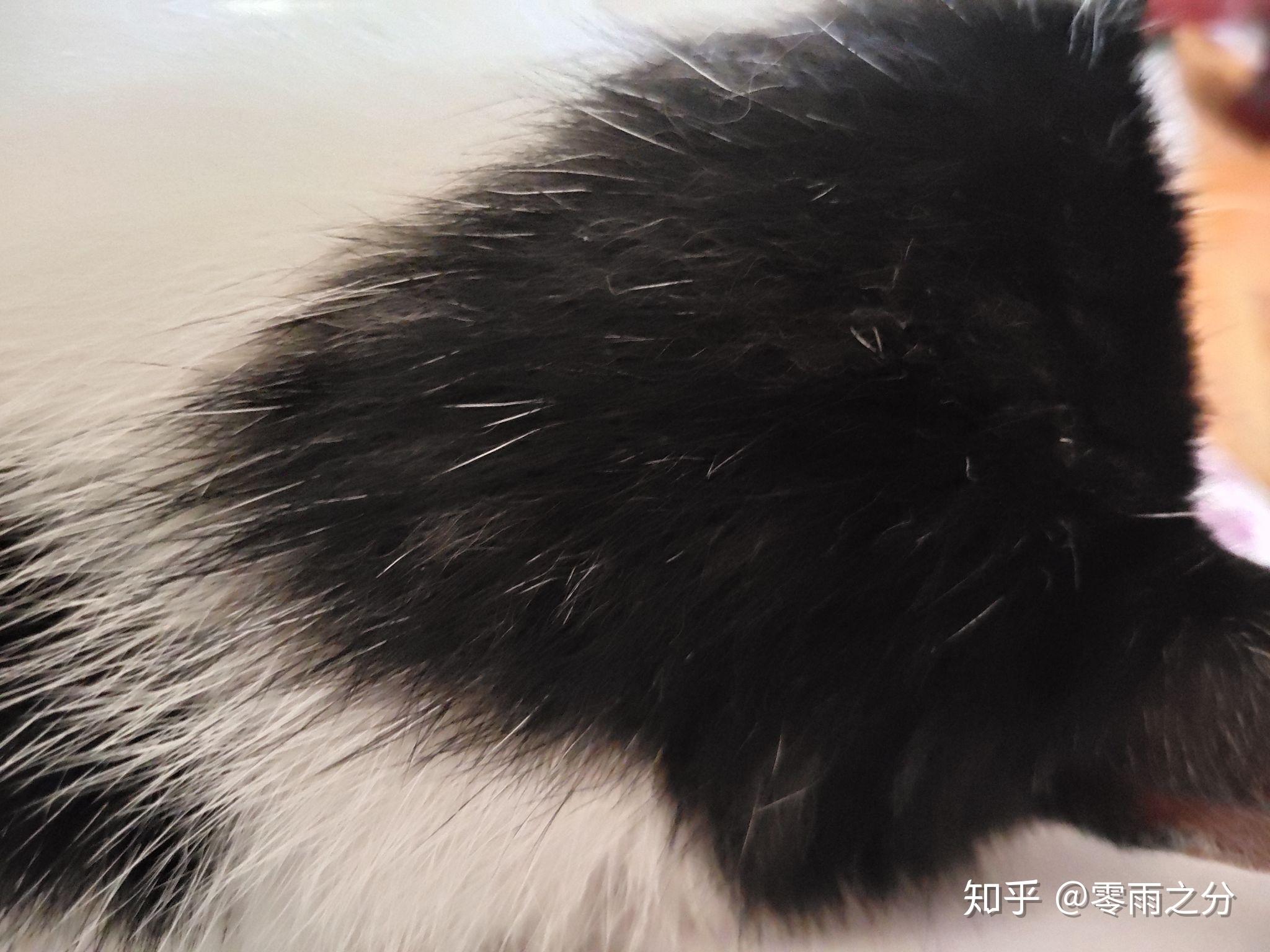 为什么猫咪黑毛里长出白毛