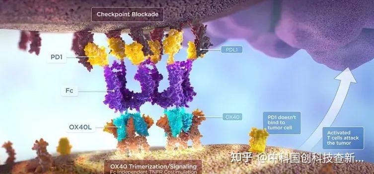 微管形成机制新进展:开启抗癌药物研发新篇章 - 知乎