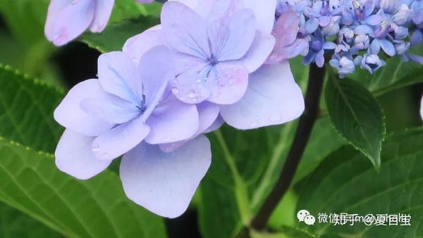 花見 六月的花开花谢 水無月の花見 知乎